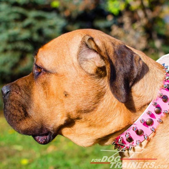 Pink Leather Cane Corso Collar Adorned with Spikes and Studs