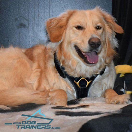 *Sadie Presents Leather Dog Harness for Agitation/Obedience Training and Walking