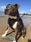 *Rocky Walking on the Beach in Nylon Amstaff Dog Harness for Pulling and Tracking