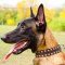 Malinois Fashion "Caterpillar" Leather Collar