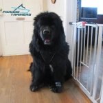 Newfoundland Harness: Easy Walk No Pull Dog Harness of Nylon