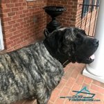 *Levi Wearing 2 Ply Leather Agitation Mastiff Collar with Handle