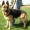 German Shepherd Waterproof Nylon Dog Harness for Any Weather Walking