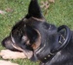 *Mia likes wearing new 2 ply leather agitation dog collar with handle