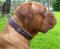 *Duncan wearing our exclusive Hand Made Leather Dog Collar - Fashion Exclusive Design - code C43