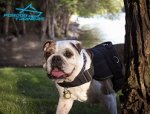 *Dash Looking Fabulous in Multifunctional Nylon Harness
