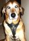 Great looking *Maverick wearing our Luxury handcrafted leather dog harness H3