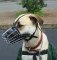 *Tonka is happy about wearing his Basket Dog Muzzle (All Sizes)
