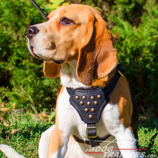 Designer Leather Beagle Harness with Adjustable Straps for Puppy Walking and Training