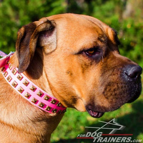Exclusive Pink Leather Cane Corso Collar with Brass Studs