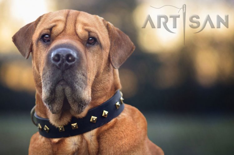 Gorgeous *Tyson Presents FDT Artisan Leather Sharpei Cross Collar