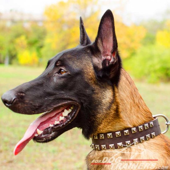 Malinois Fashion "Caterpillar" Leather Collar