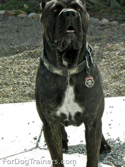 *Nero looks brilliant in New Gorgeous War Dog Leather Dog Collar