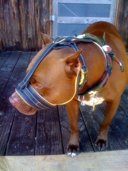 *Troy wearing Royal Nappa Leather Pitbull Muzzle - Anti-barking Dog Muzzle