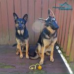 *Eli and Rylee German Shepherds Trying on Their Nylon Harness