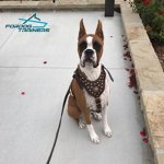 Boxer Pup with Genuine Leather Dog Leash Adorned with Braids