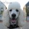 *Ellie Posing in Her New FDT Artisan Letaher Poodle Collar