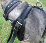 *Kenzo appreciated new Agitation / Protection / Attack Leather Dog Harness