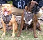 Agitation / Protection / Attack Leather Dog Harness Perfect For Your Pit Bulls H1