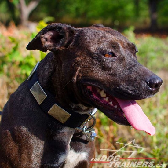 Designer Nylon Pitbull Collar with Nickel Plates