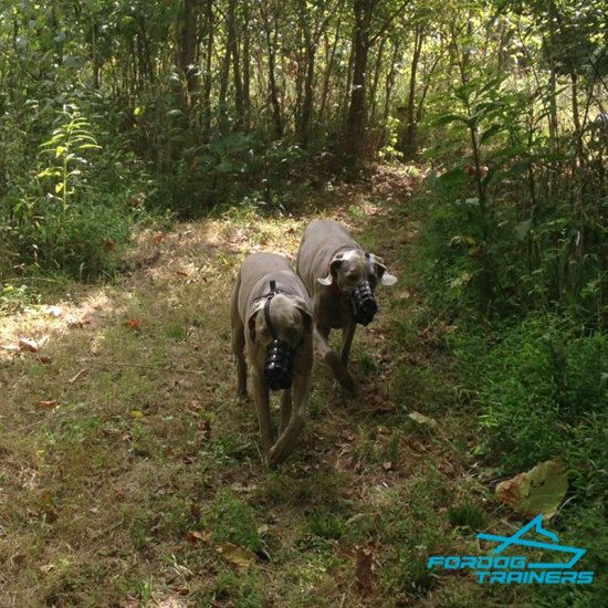 Two Weimeraners Walking in FDT S Leather Basket Dog Muzzle with Perfect Ventilated Design