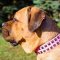 Original Design Pink Leather Cane Corso Collar with studs