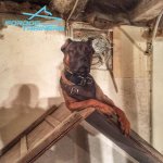 *Lily Safeguard Looks Queenly in Leather Cane Corso Harness