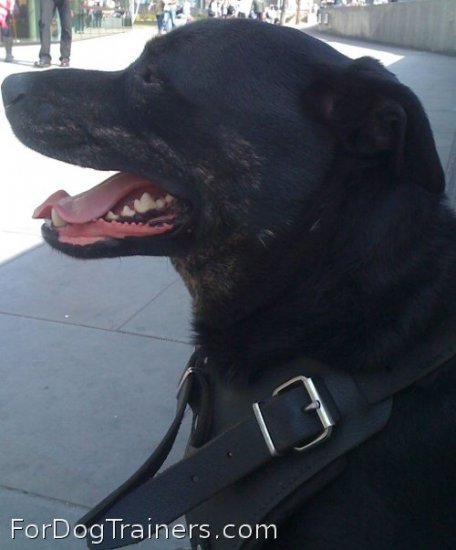 *Ed looks superb in Agitation / Protection / Attack Leather Dog Harness - H1