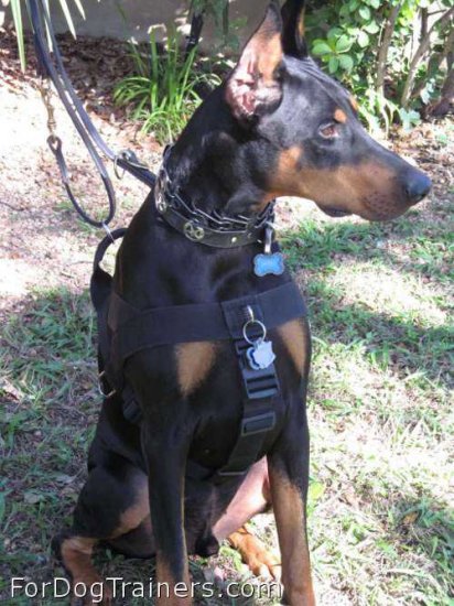 *Spock looks super fine in Better control everyday all weather dog harness