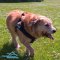 *Rubi on the Walk in Super Comfortable Nylon Dog Harness