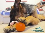 Theo Playing with Training Rubber German Shepherd Ball on String