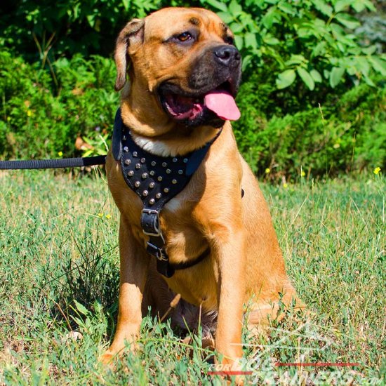 Y-shaped Leather Cane Corso Harness with Studs for Walking and Training