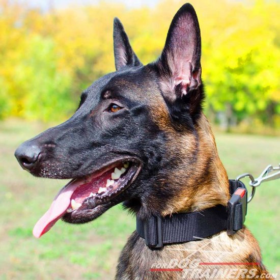 Malinois Weatherproof Nylon Dog Collar with Quick Release Buckle