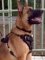 *Rockey is so cool in Agitation / Protection / Attack Leather Dog Harness - H1