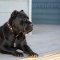 Cane Corso Looks like a Real King in FDT Artisan Leather Dog Collar - 'King of Grace'