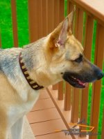 *Enzo Found an Ideal Collar - Best Collar for German Shepherd