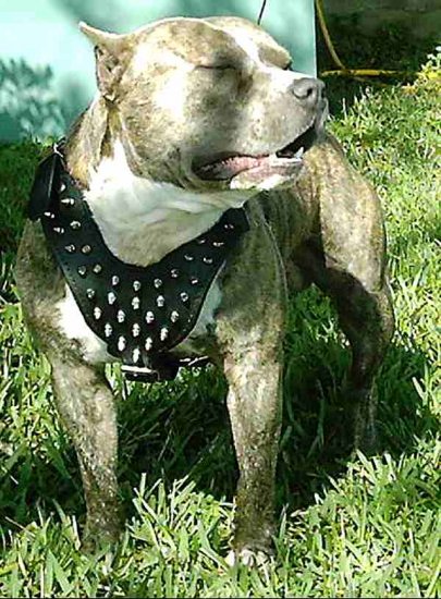 Spiked Walking dog harness made of leather And Created To Fit Pitbull and similar breeds - product code H9_1