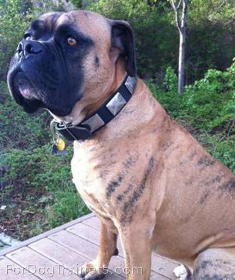 *Asa demonstrates proudly new Gorgeous War Dog Leather Collar - Like in the movies - c83