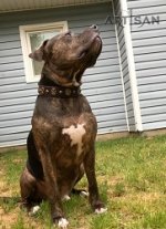 Pitbull Spoting in FDT Artisan Brown Leather Dog Collar - Designer Handmade Collar