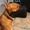 Attack Training Leather Pitbull Muzzle for Big Breeds