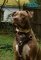 Noble Pitbull Cyrus Presents Leather Dog Harness with Padding