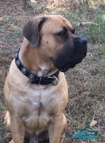 Boerboel *Triton Wears Proudly Exclusive Leather Dog Collar from FDT