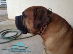 Curogan Mastiff Dog Collar - Training Dog Prong Collar by Herm Sprenger - 1/6 inch (4.0 mm) link diameter