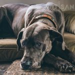 Charming *Gracie Showing off in FDT Artisan Tan Leather Great Dane Collar