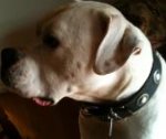 *Dorrie is super good in Gorgeous Wide Leather Dog Collar - Fashion Exclusive Design - c73