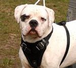 Multifunctional Leather American Bulldog Harness