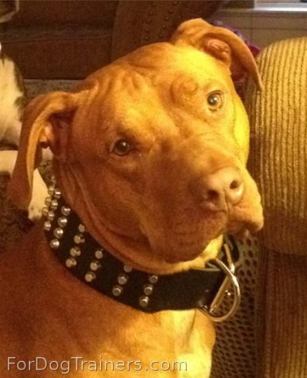 *Carl is handsome boy in 4 Rows Pyramids 2 inches extra wide Leather Studded Dog Collar - S89