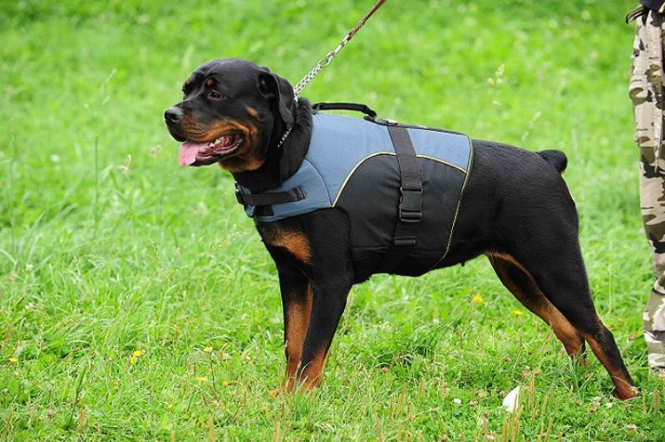 30% Discount - NEW 2018 All Season Extra Strong Nylon Vest Dog Harness for Rottweiler- H13-Outdoor
