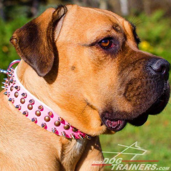 Pink Leather Cane Corso Collar with 2 Rows of Spikes +1 Row of Old Brass Small Studs