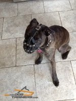 *Bolt in Leather French Bulldog Muzzle for Everyday Use